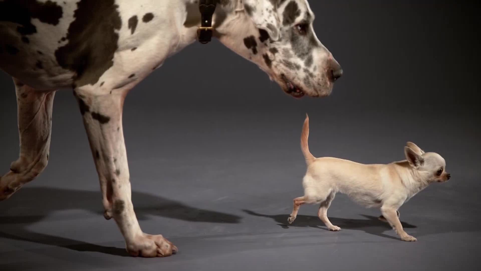 AnimalPlanet