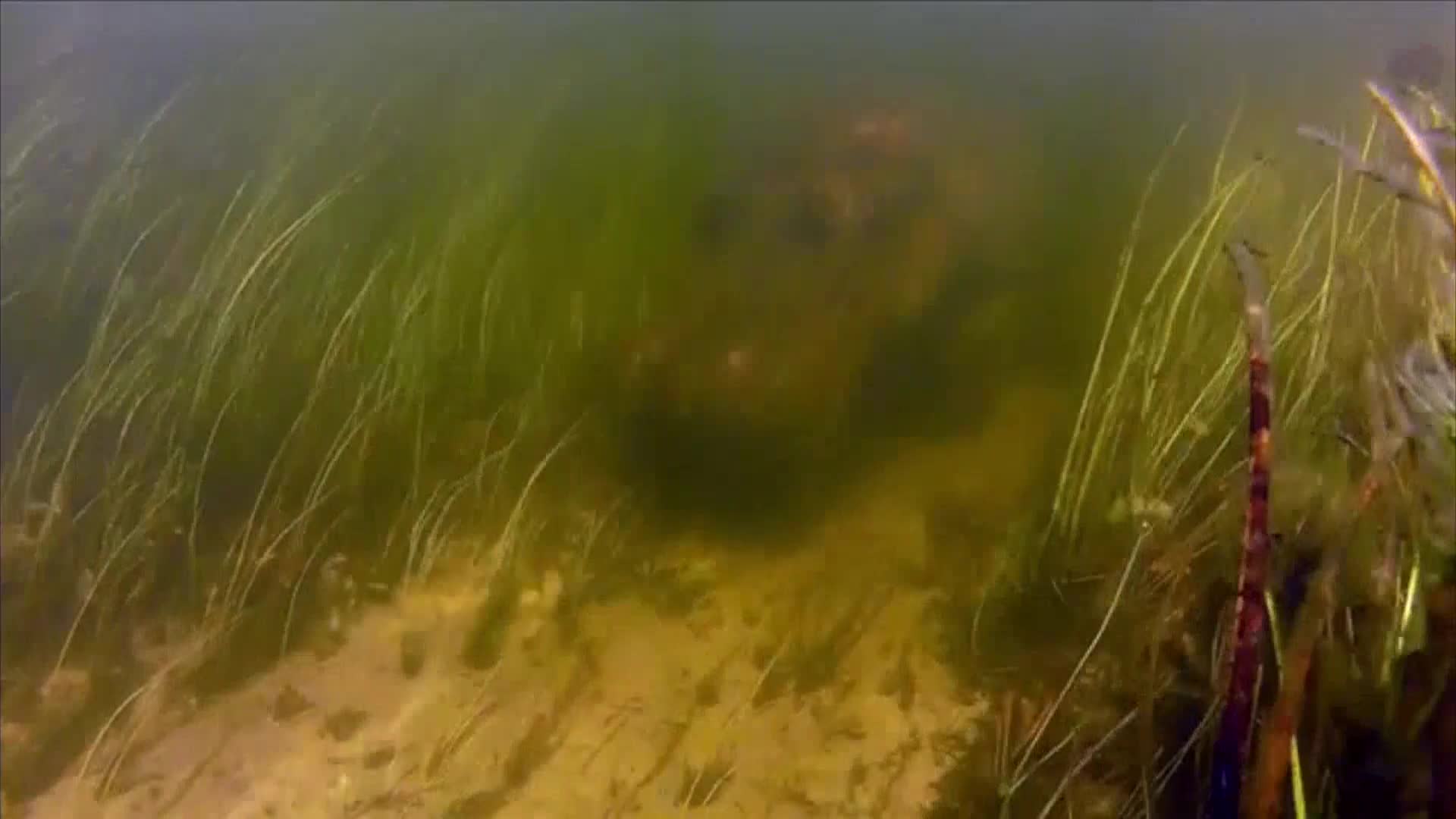 AnimalPlanet