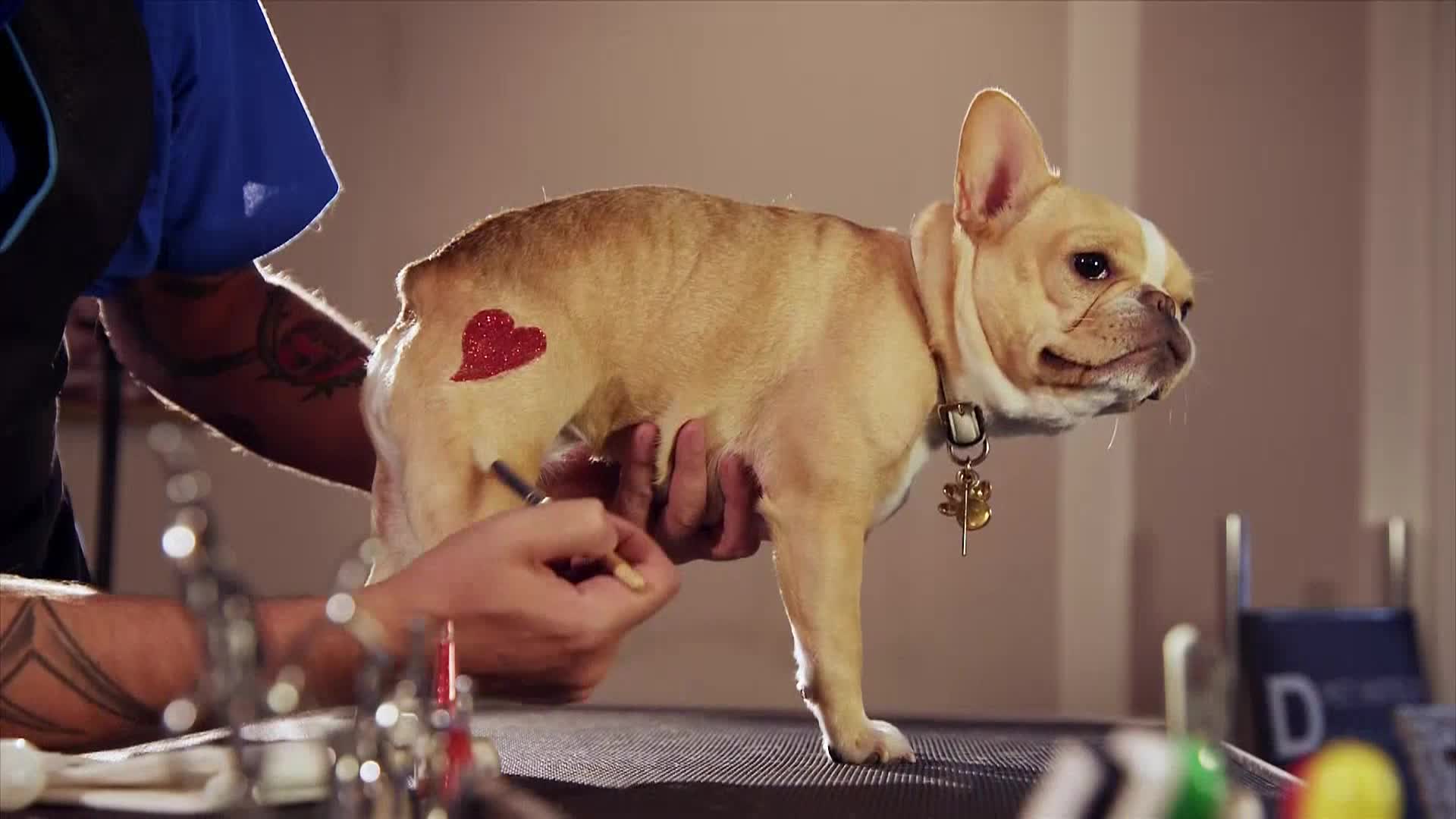 AnimalPlanet