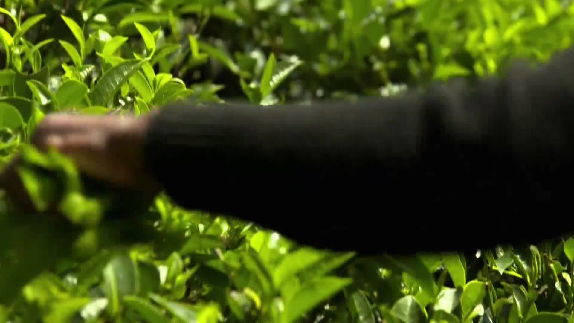 AnimalPlanet