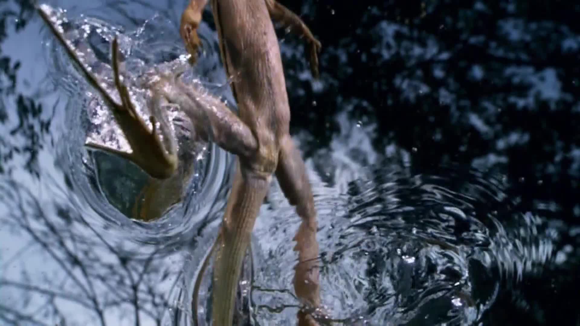 AnimalPlanet