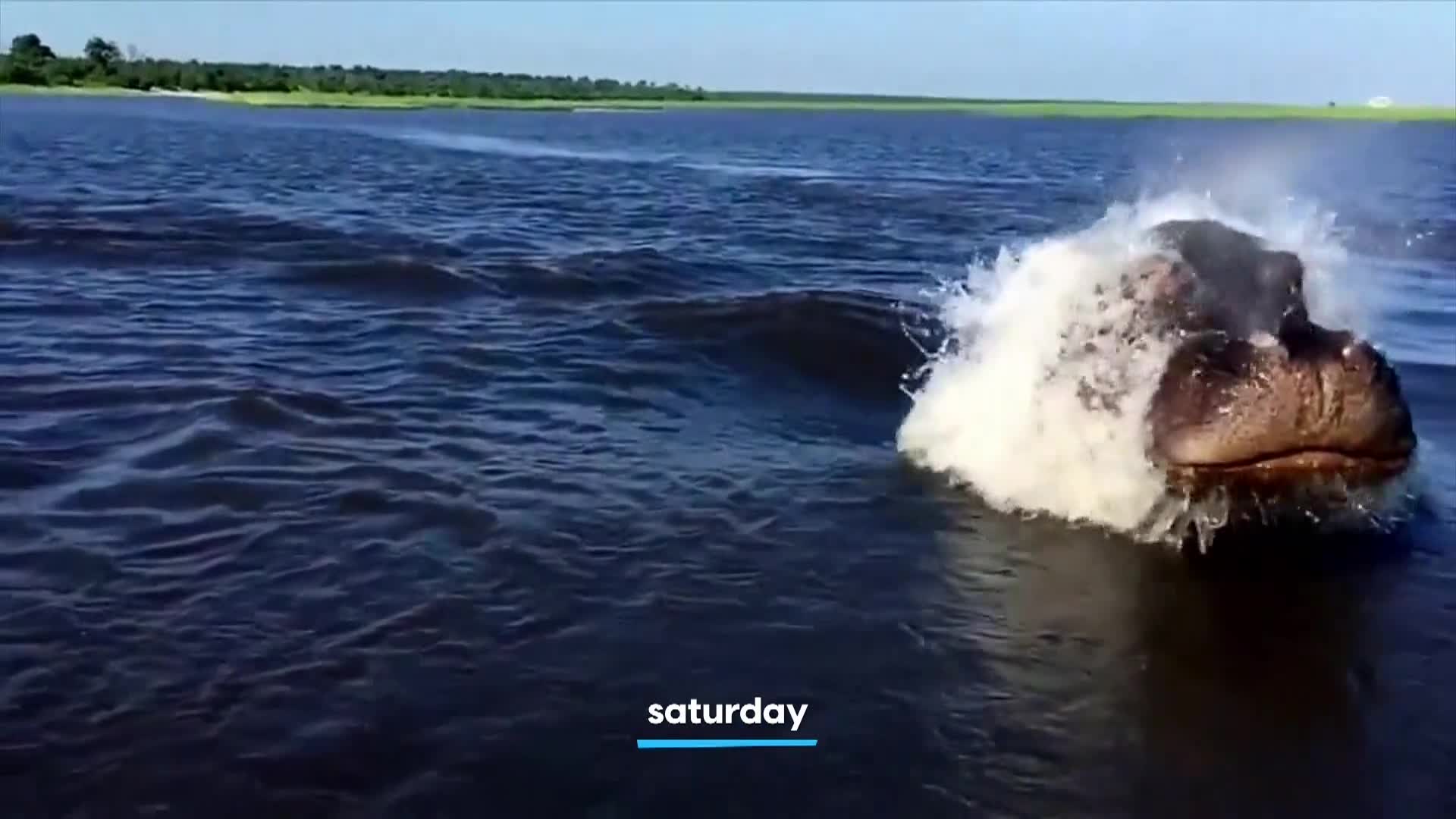 AnimalPlanet