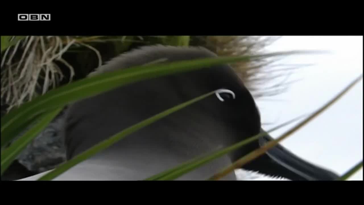 obn
