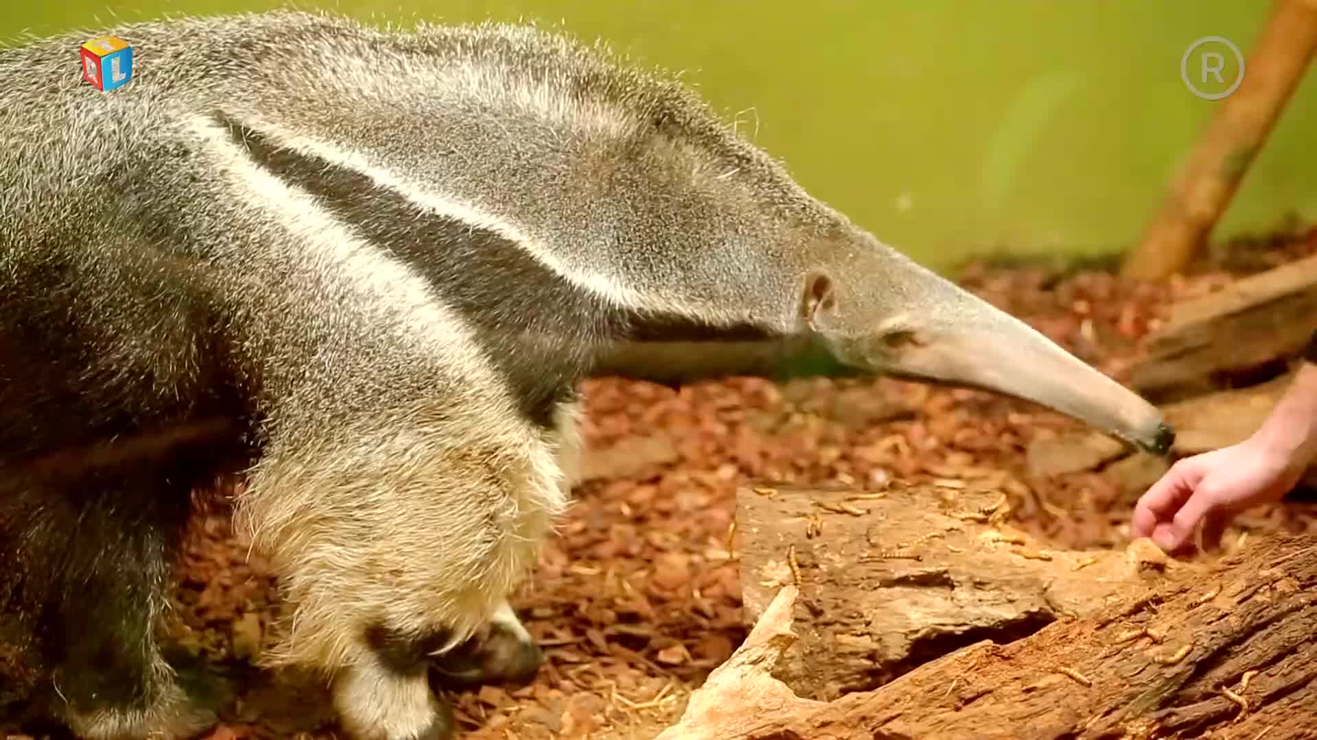 RTLKockica