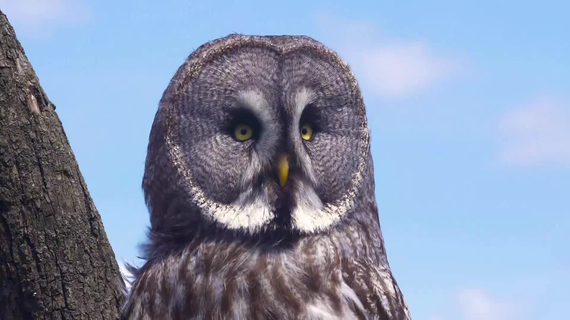AnimalPlanet