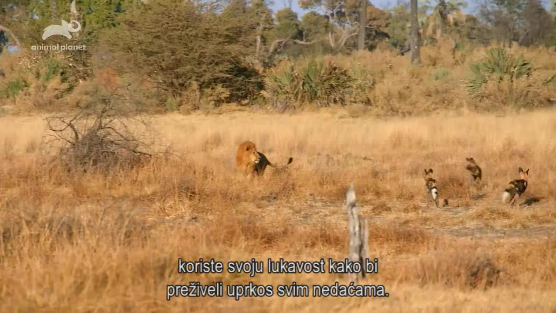 AnimalPlanet