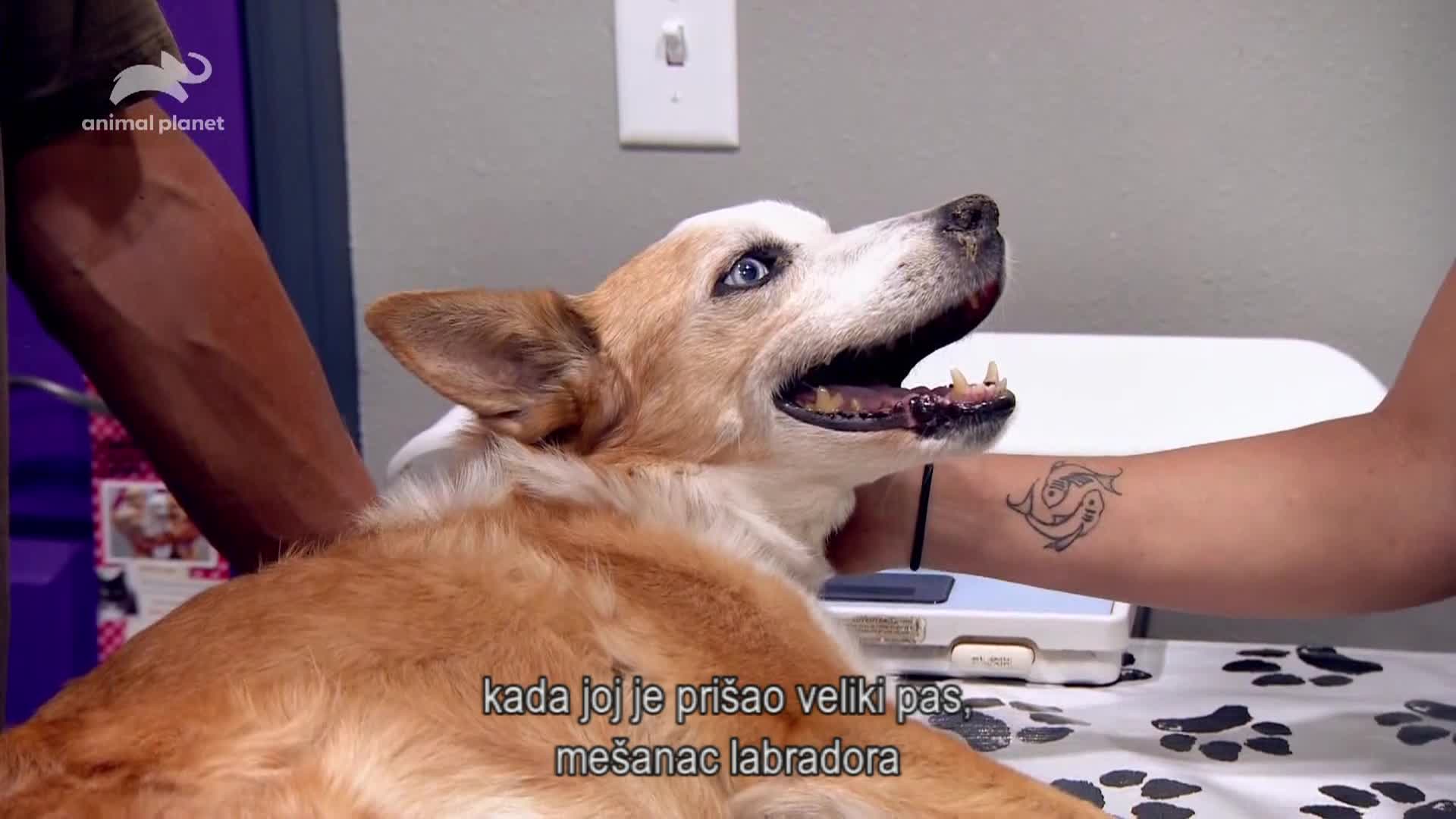 AnimalPlanet