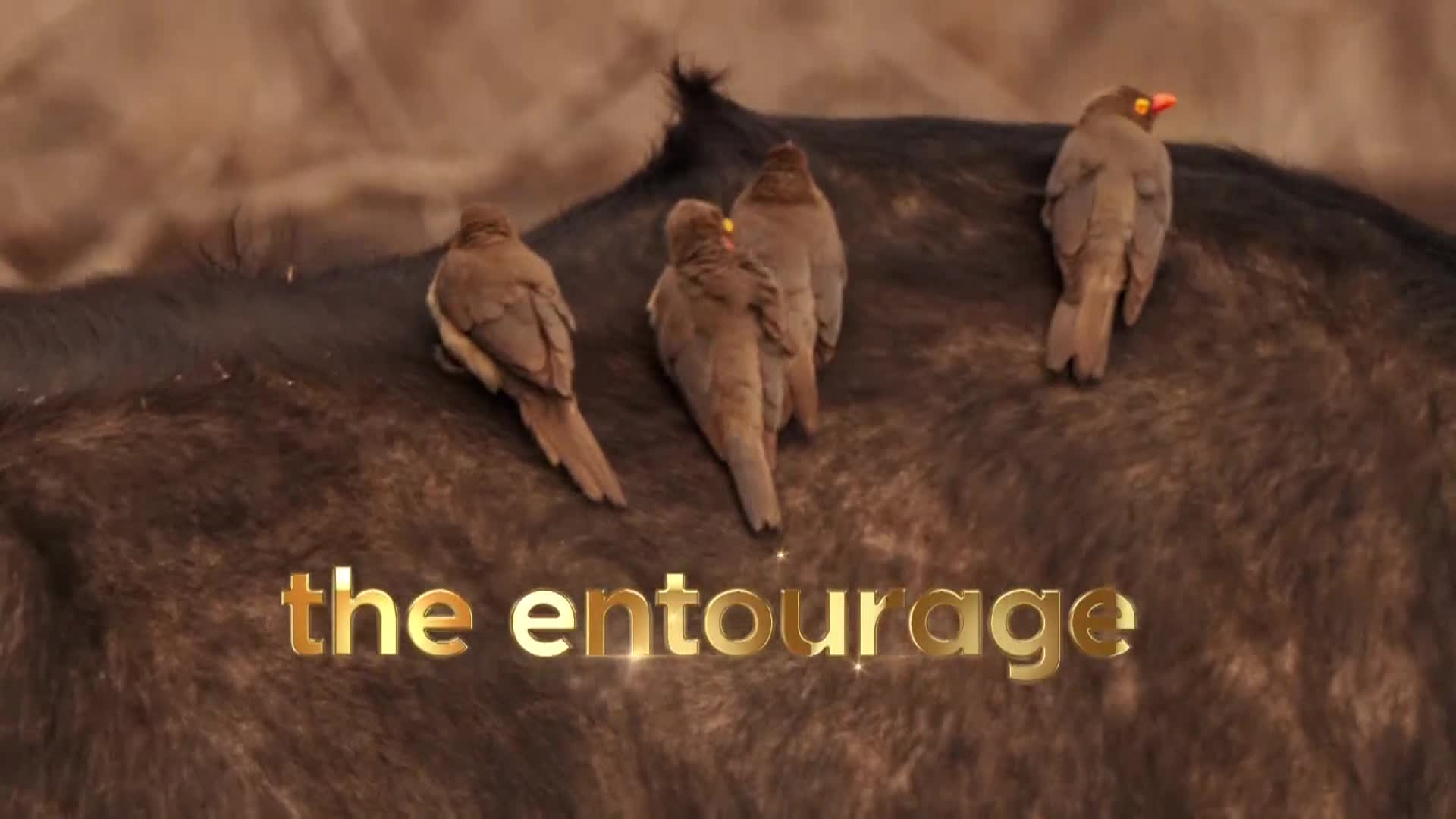 AnimalPlanet