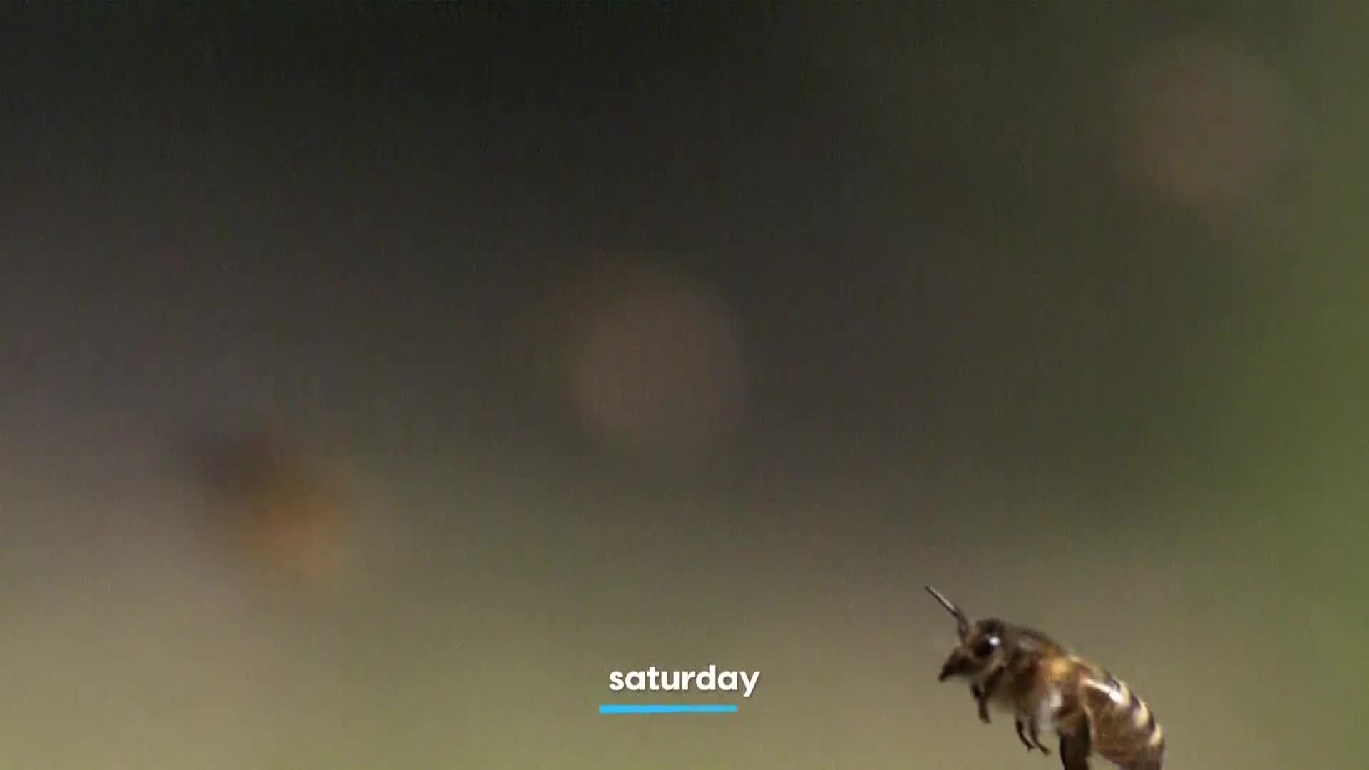AnimalPlanet