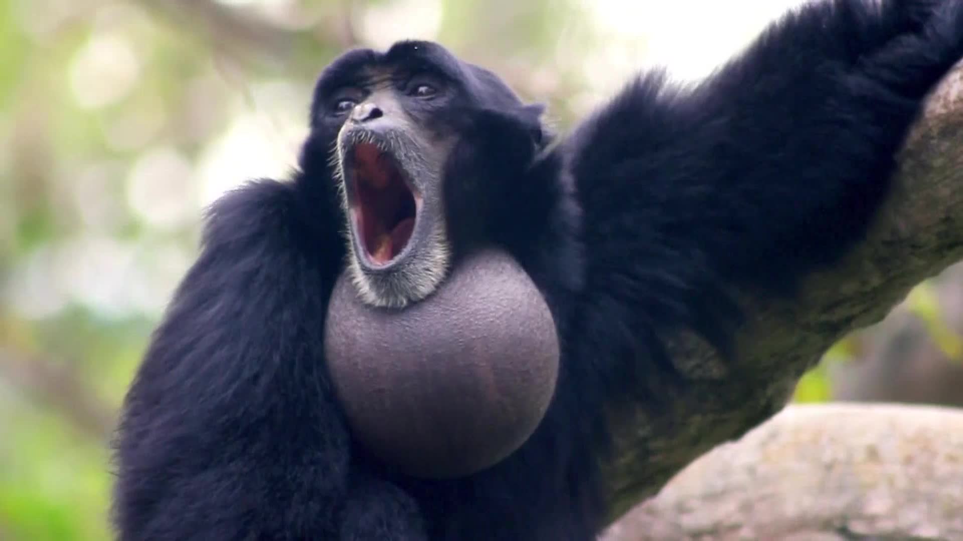 AnimalPlanet