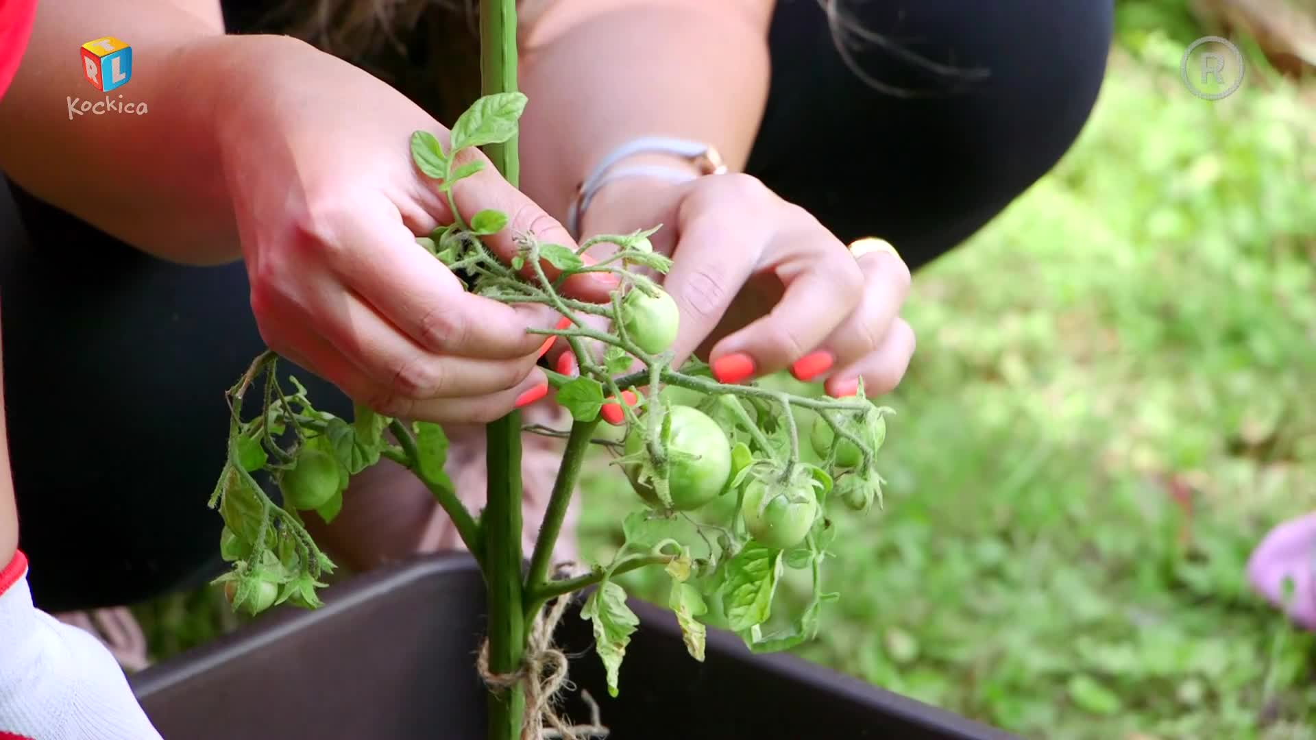 RTLKockica