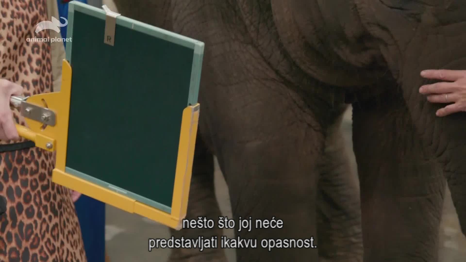 AnimalPlanet