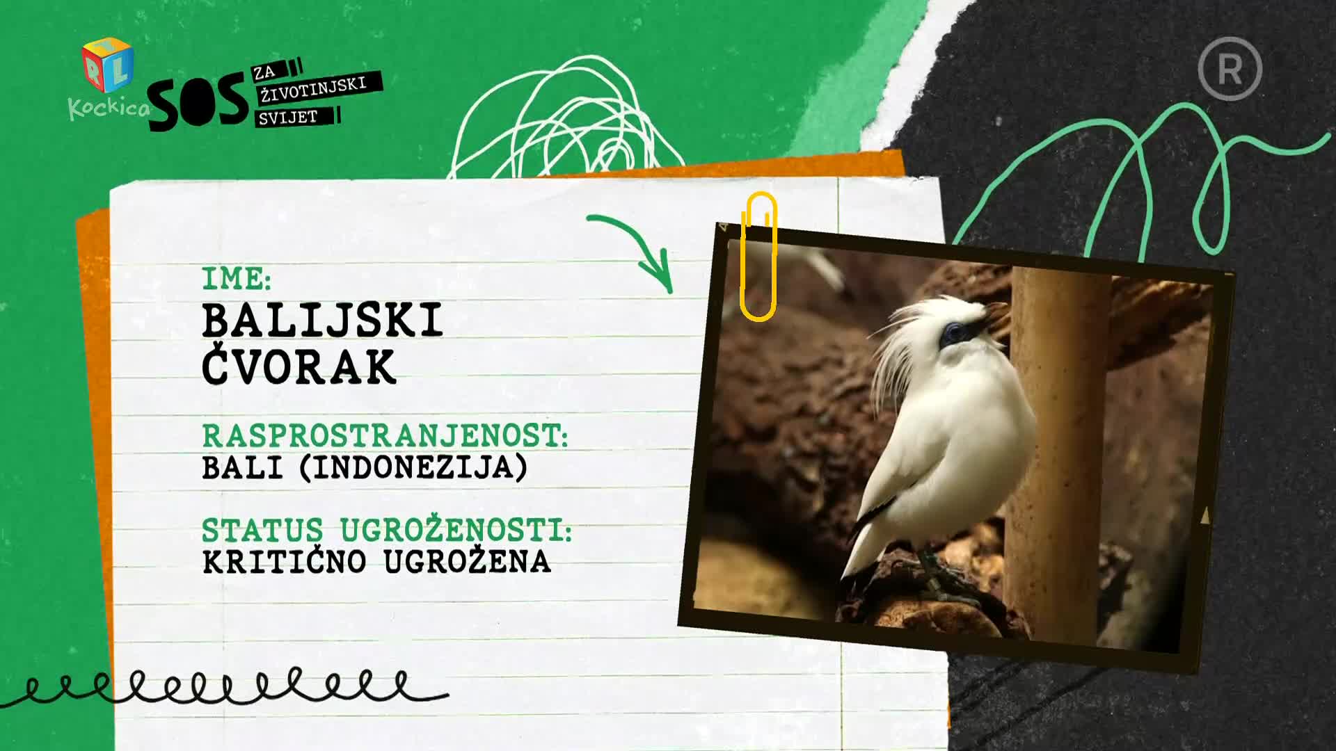 RTLKockica