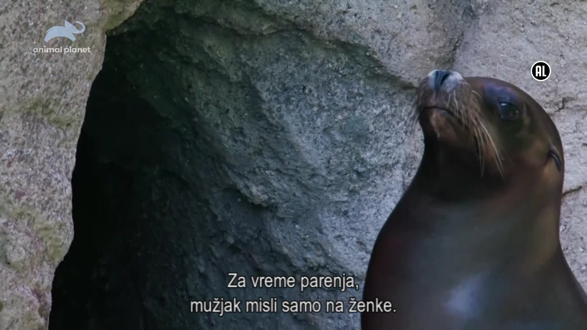 AnimalPlanet