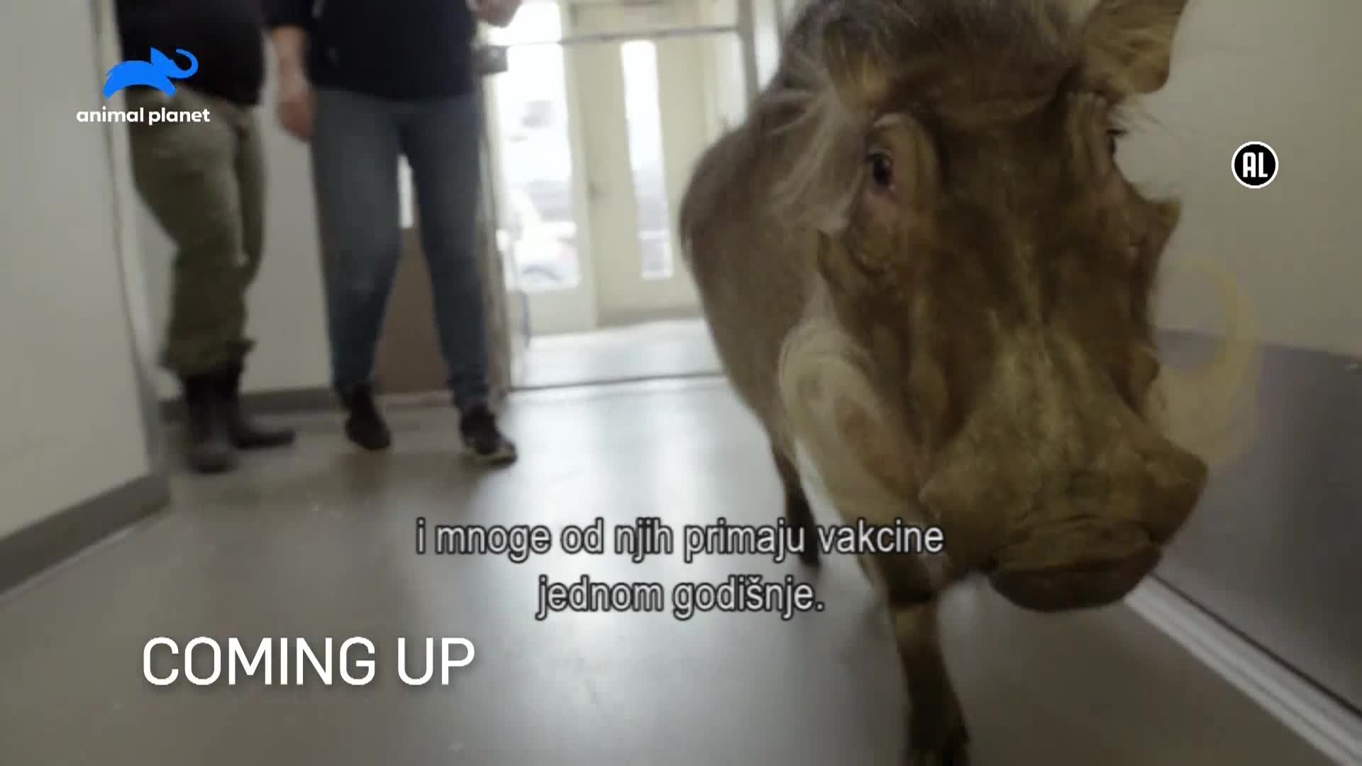 AnimalPlanet
