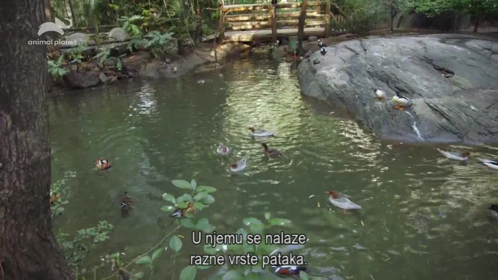 AnimalPlanet