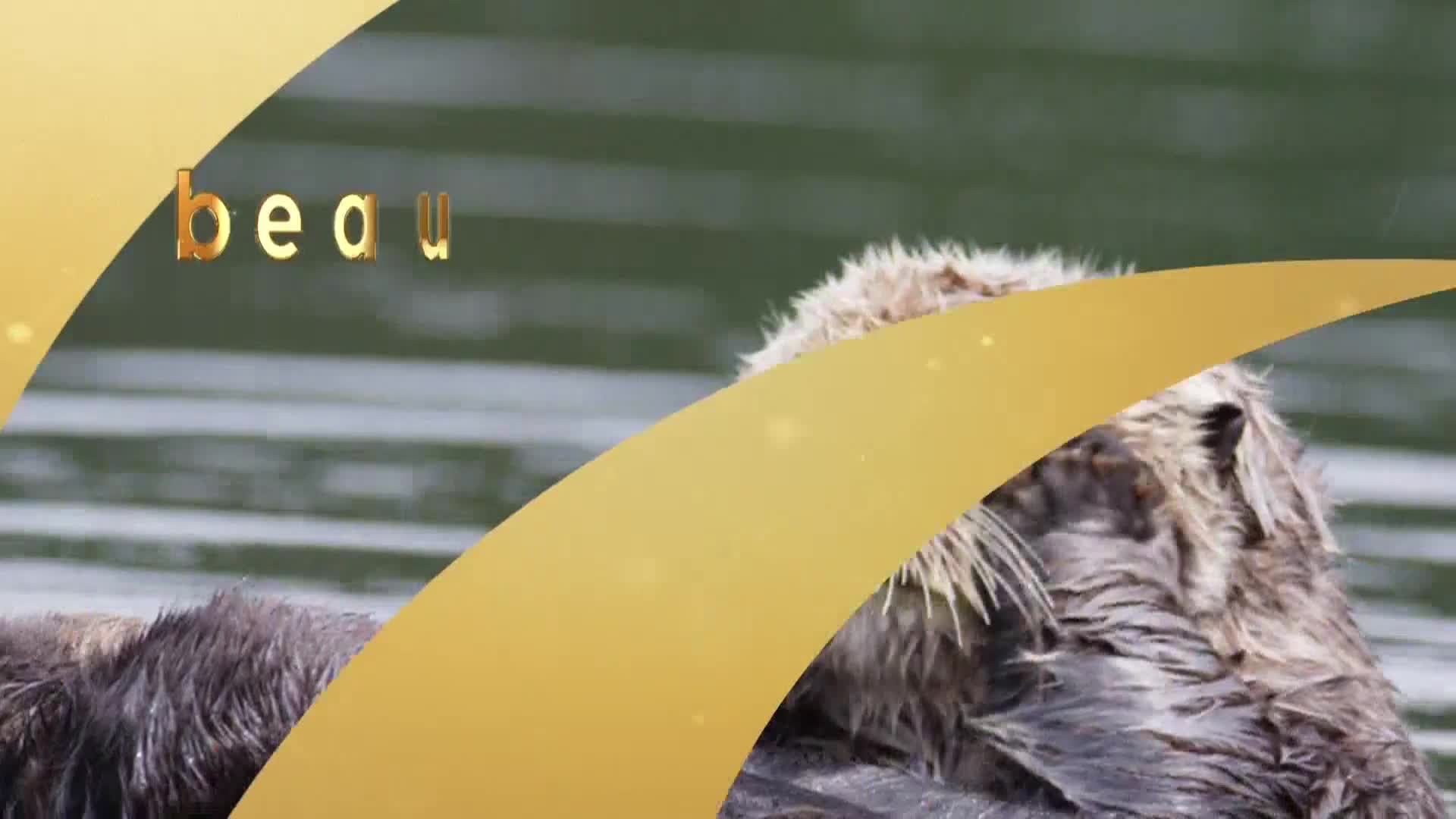 AnimalPlanet