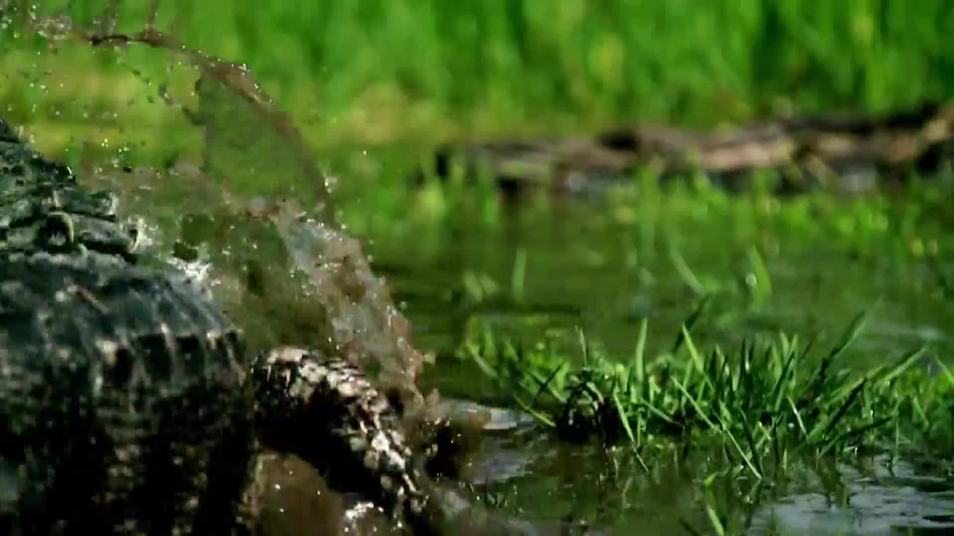 AnimalPlanet