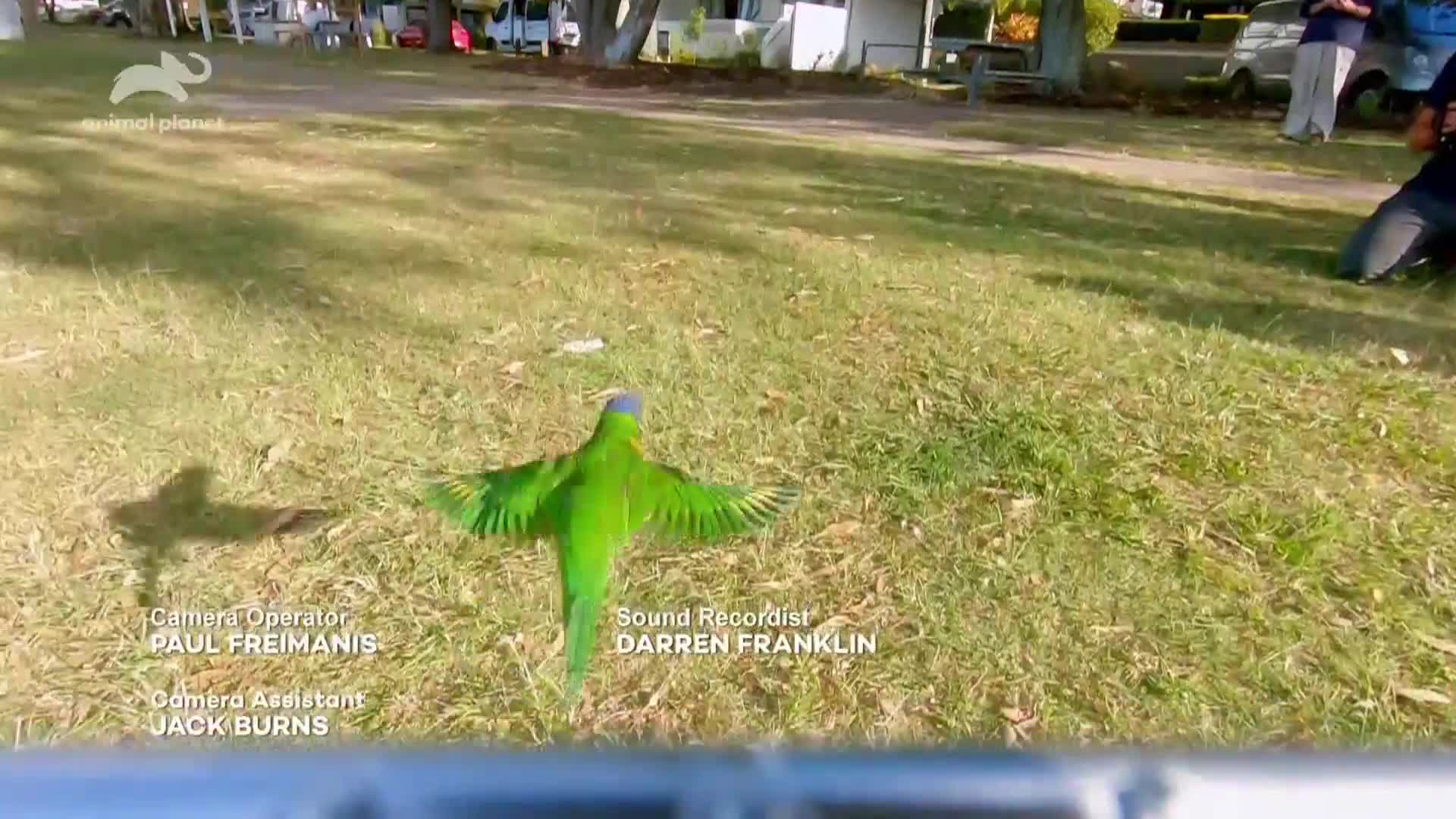AnimalPlanet