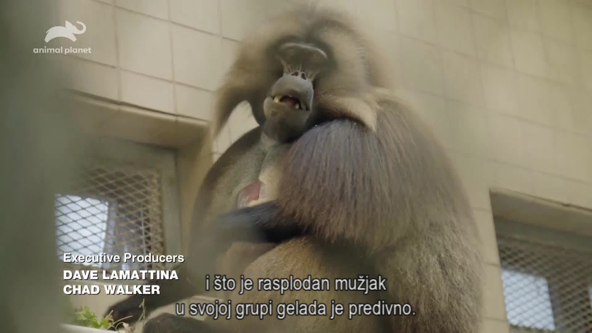 AnimalPlanet