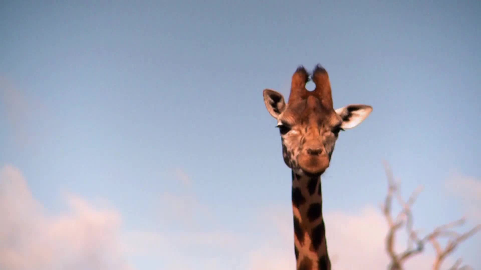 AnimalPlanet
