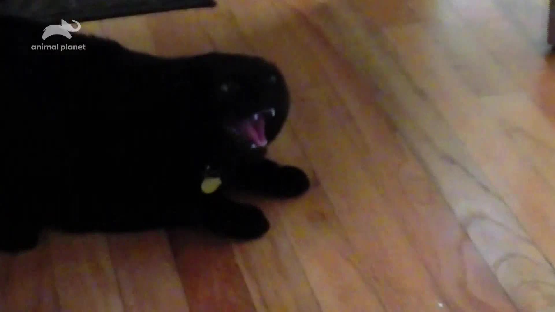 AnimalPlanet