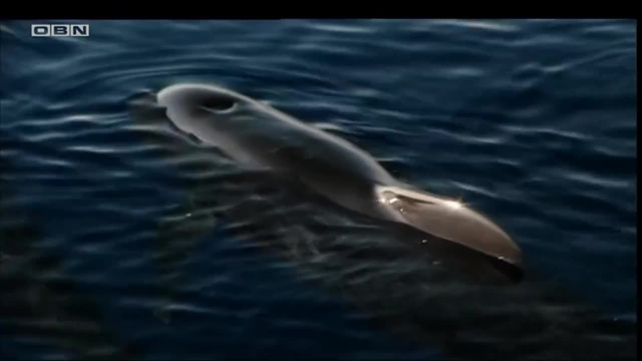 obn