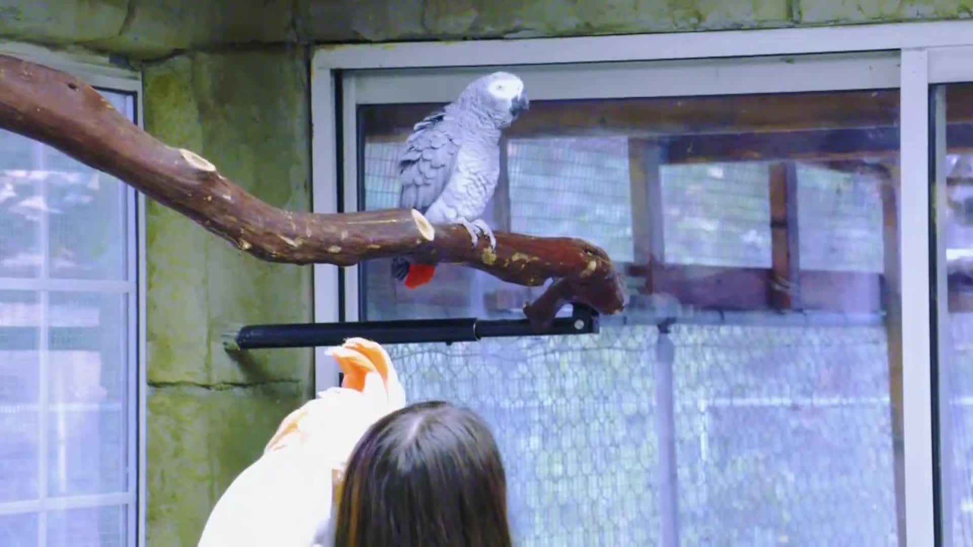AnimalPlanet