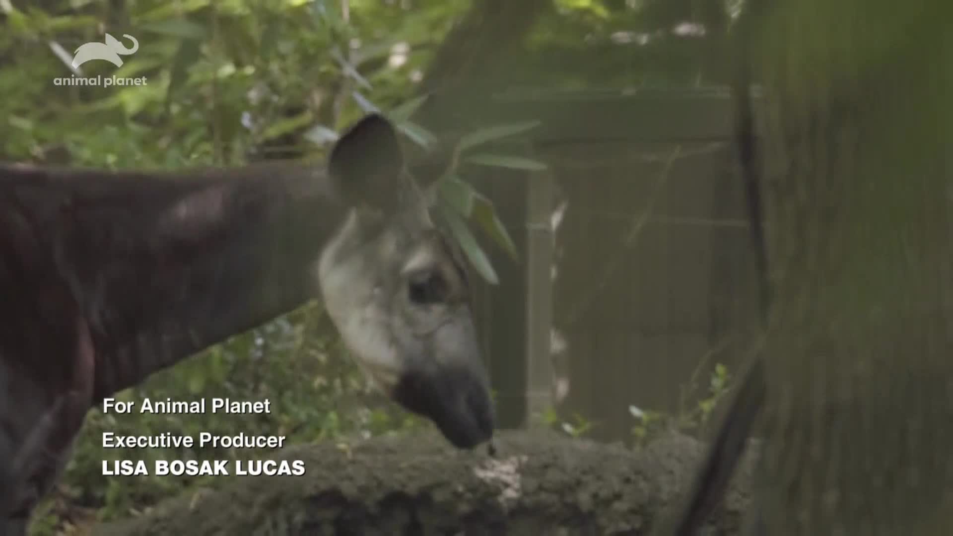 AnimalPlanet
