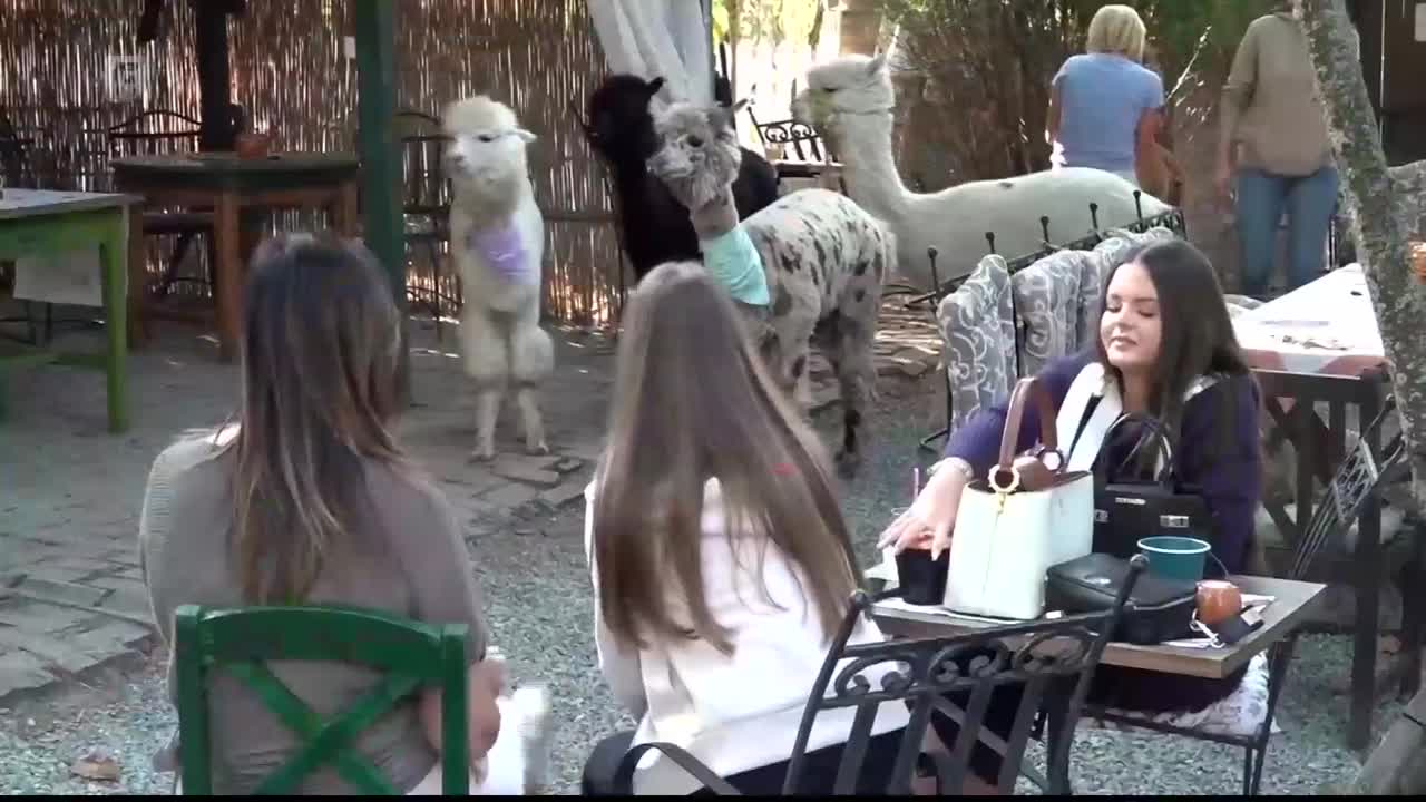 FTV
