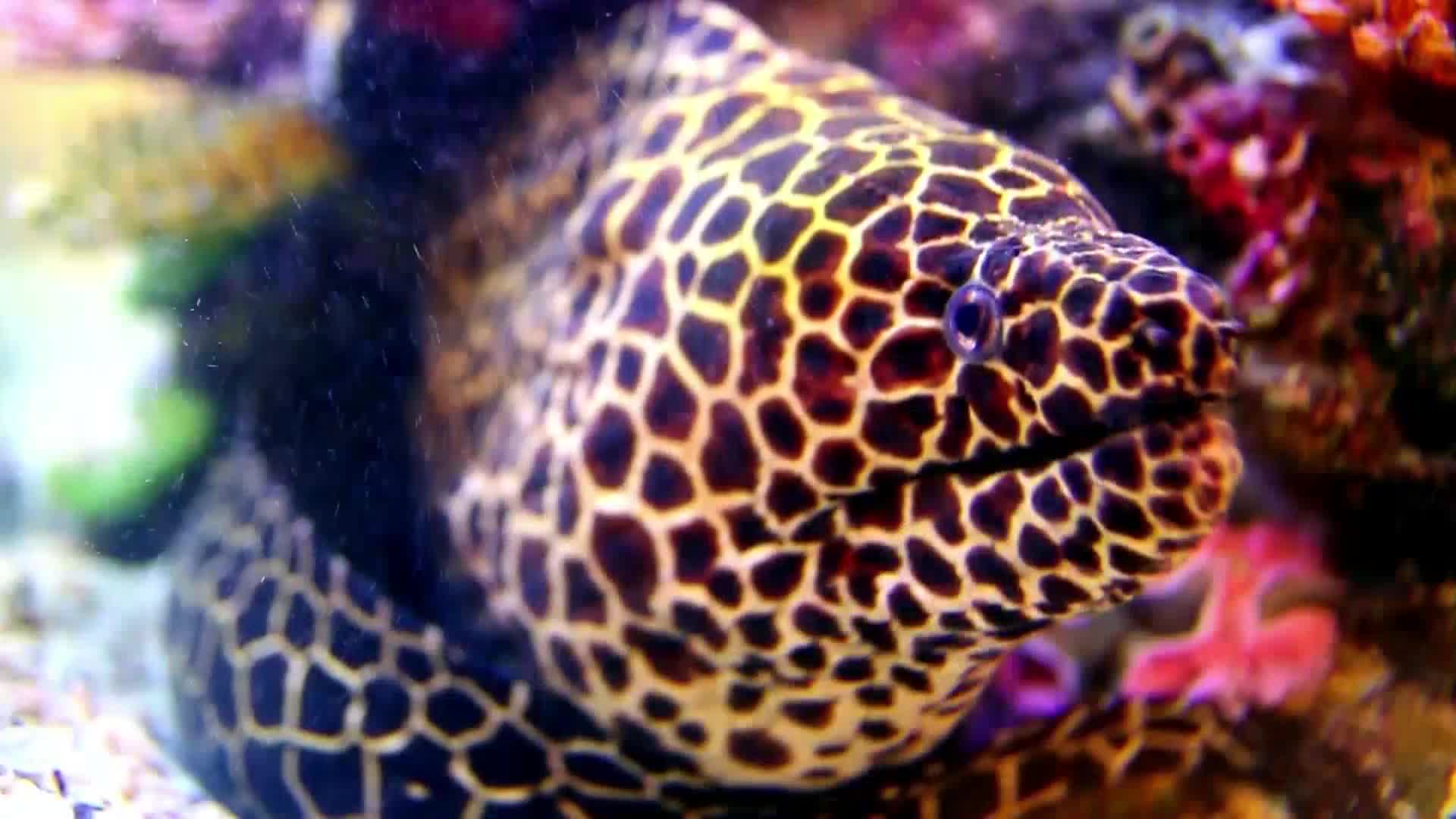 AnimalPlanet