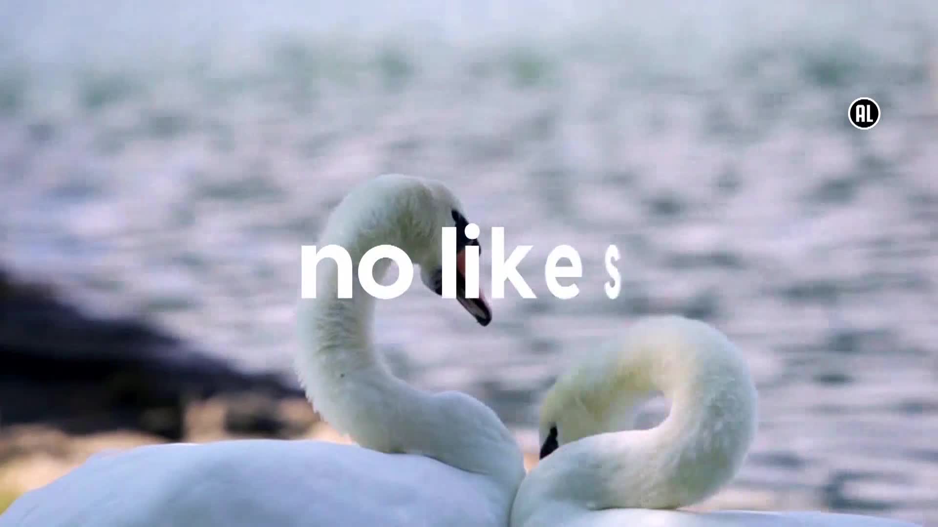 AnimalPlanet
