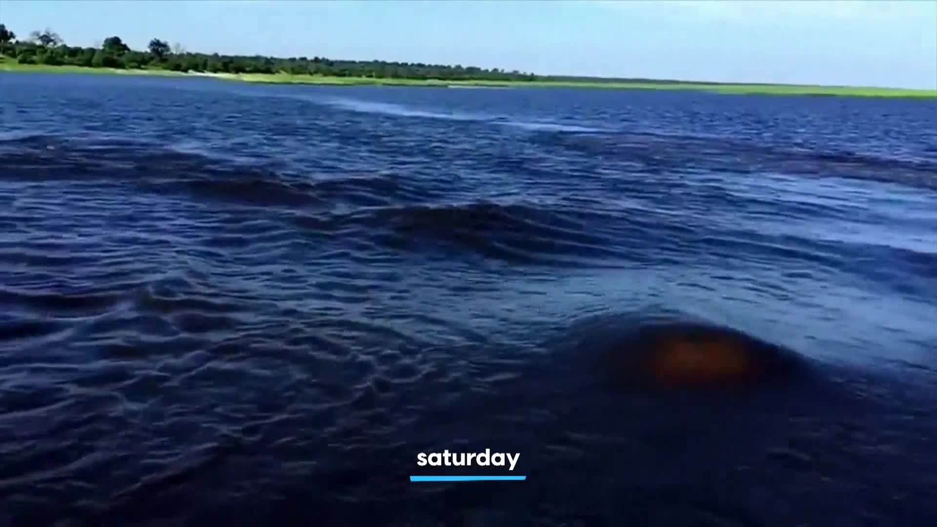 AnimalPlanet