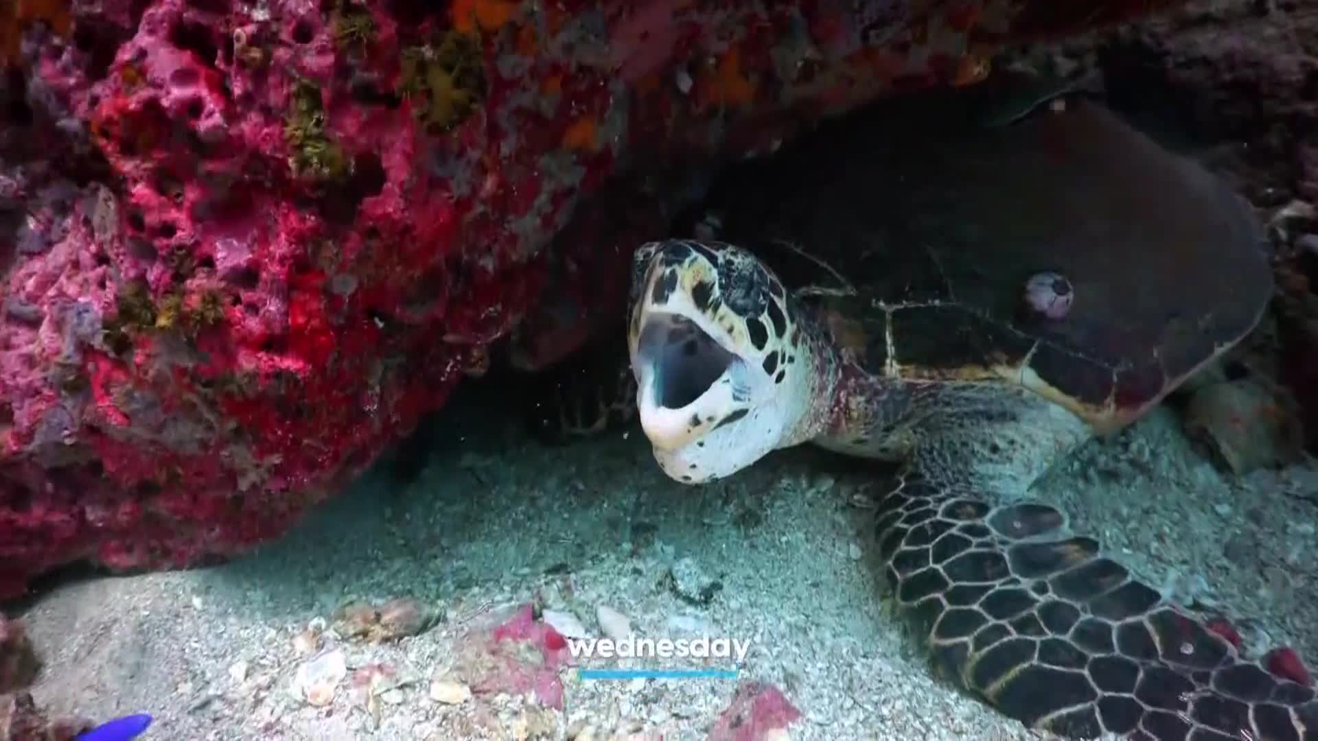 AnimalPlanet