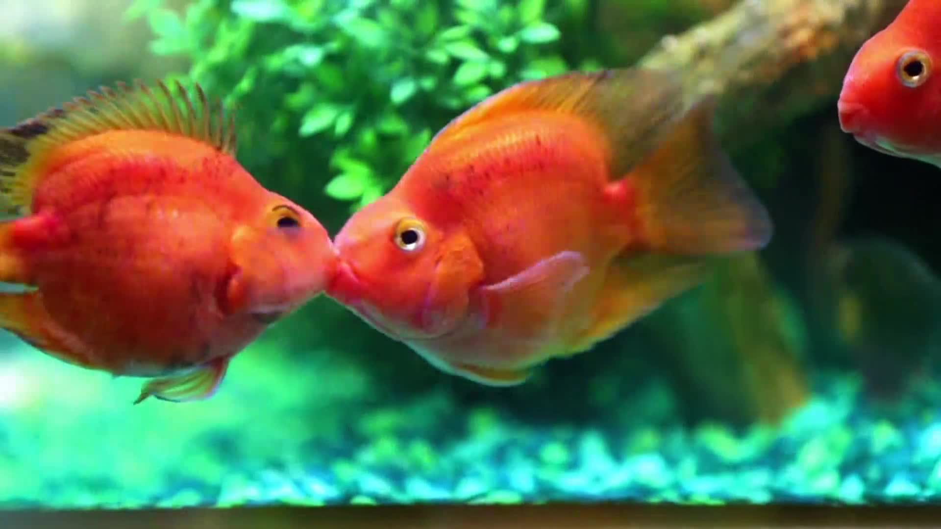 AnimalPlanet