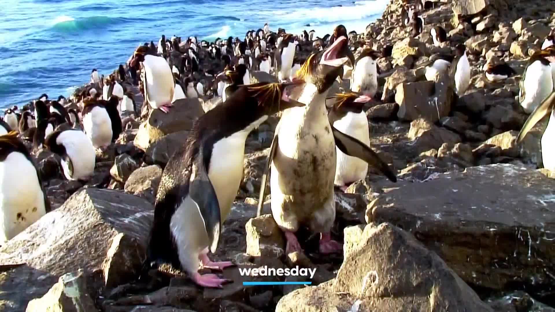 AnimalPlanet