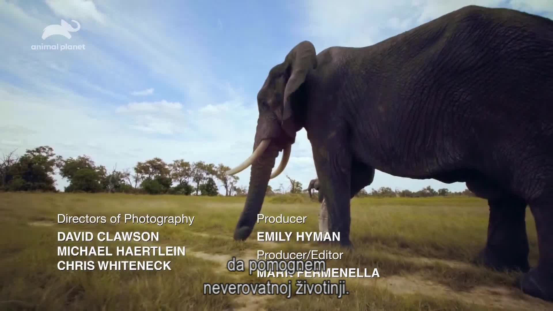 AnimalPlanet