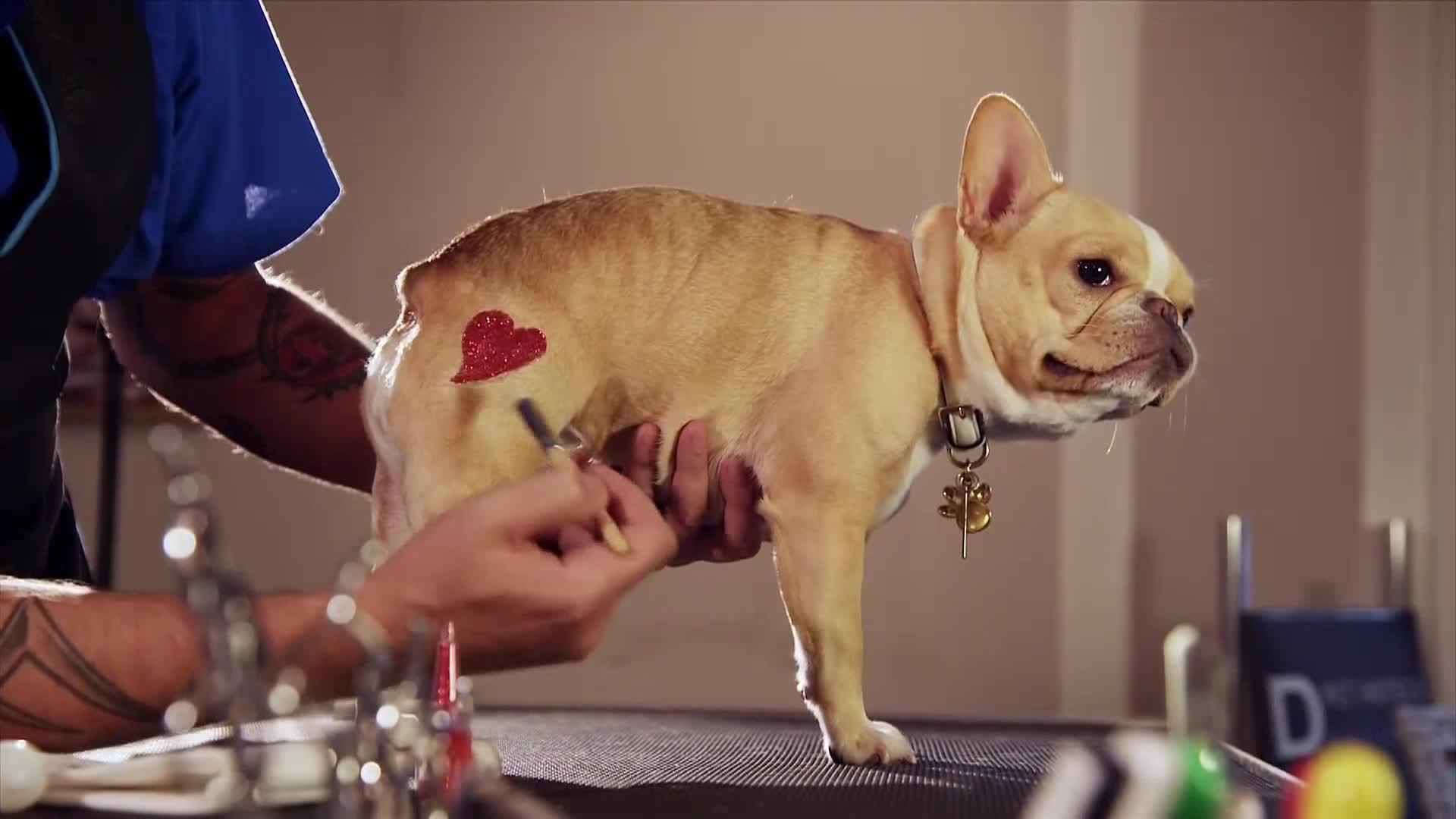 AnimalPlanet