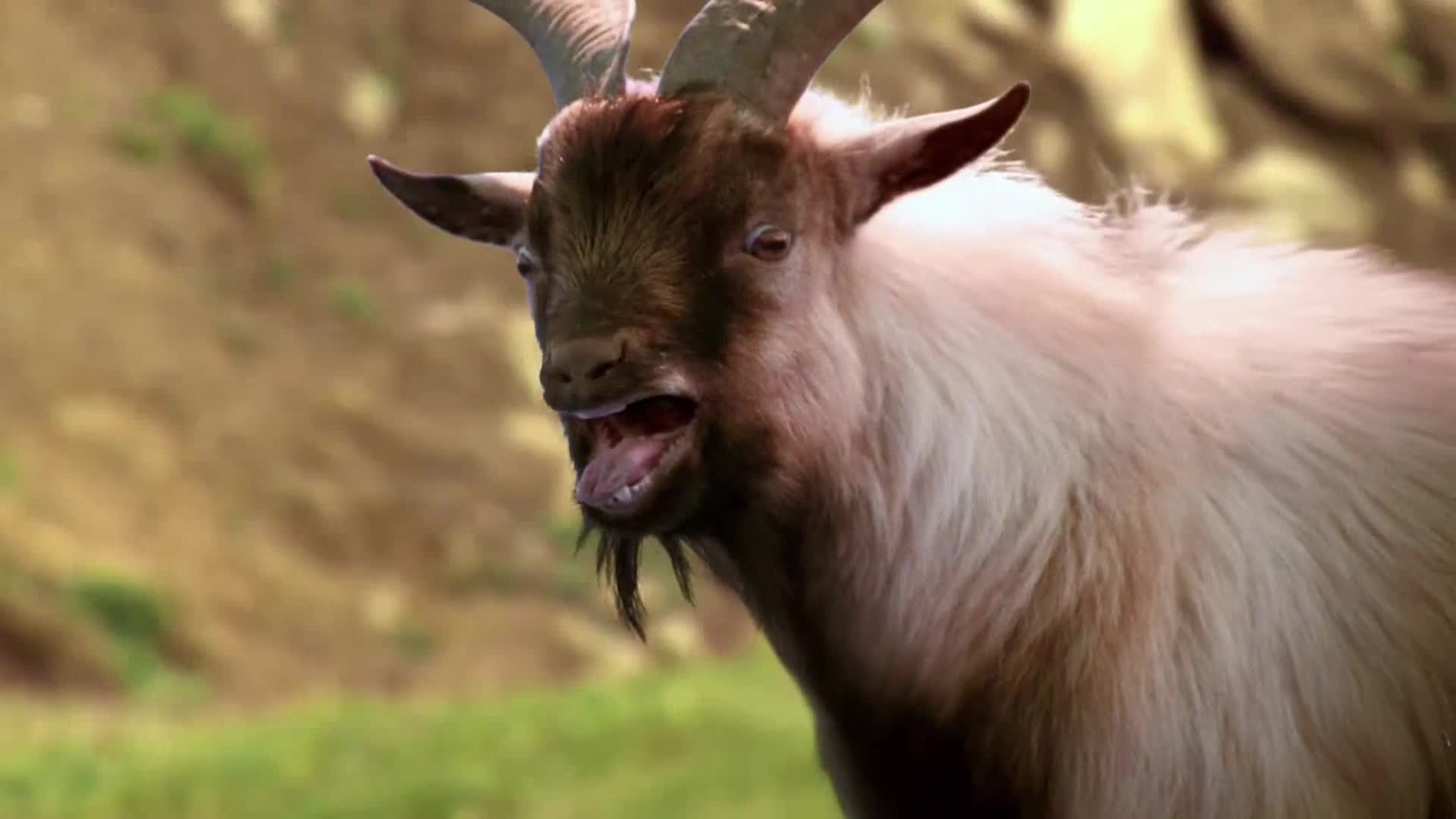 AnimalPlanet