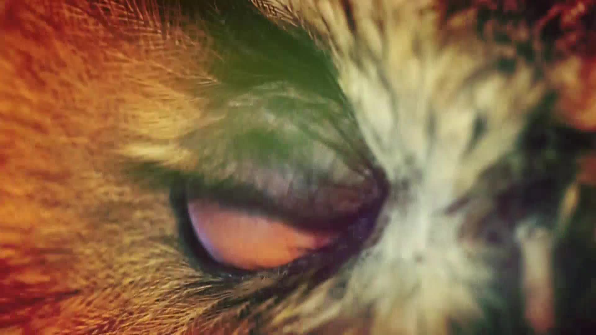 AnimalPlanet