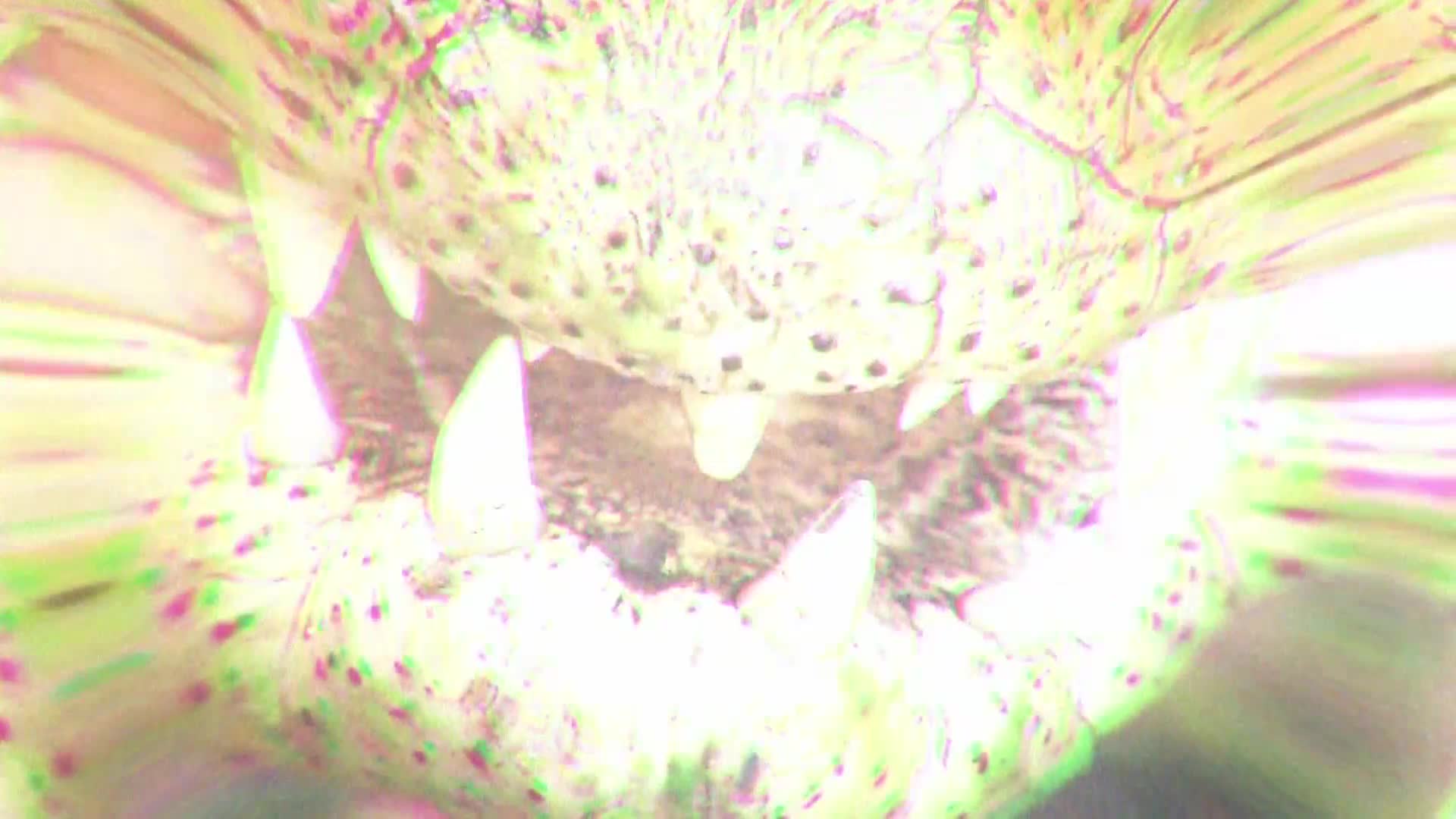 AnimalPlanet