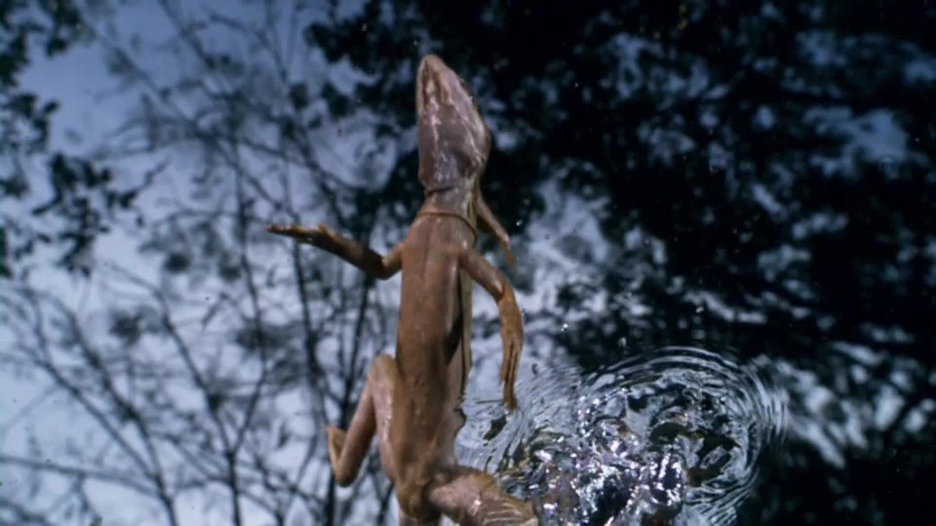 AnimalPlanet