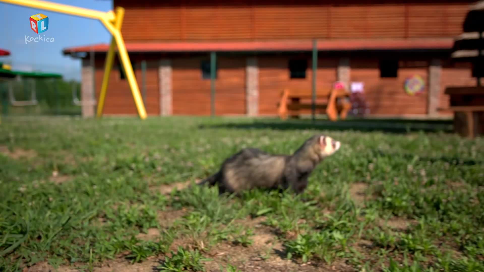 RTLKockica
