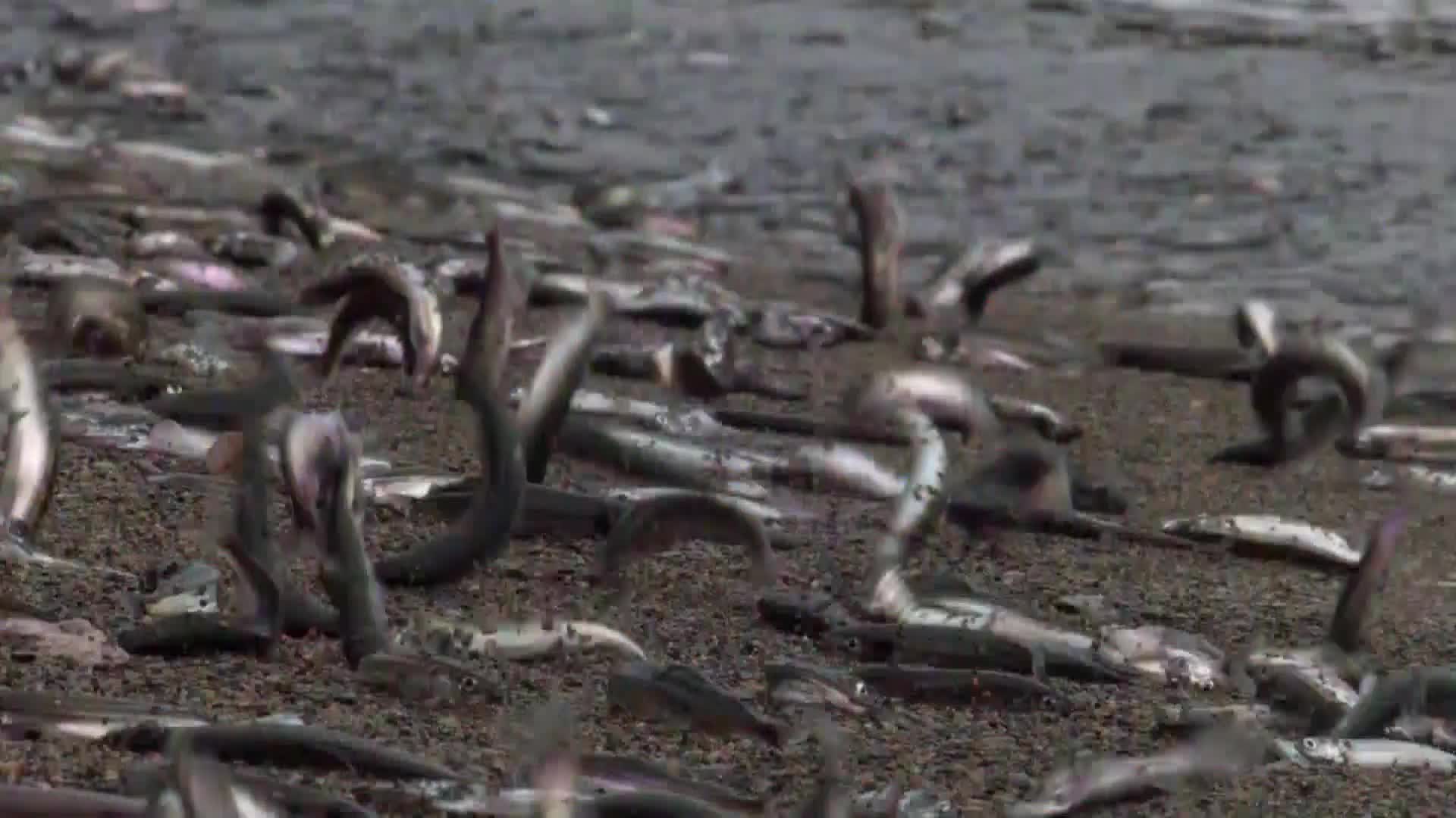 AnimalPlanet
