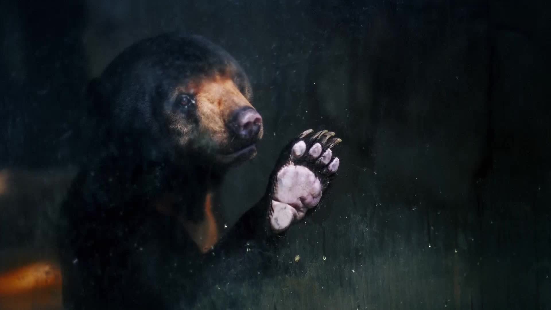 AnimalPlanet