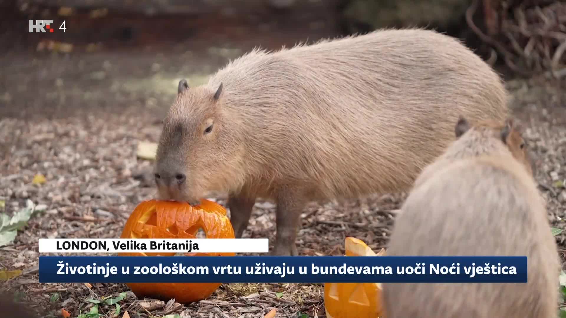HRT4
