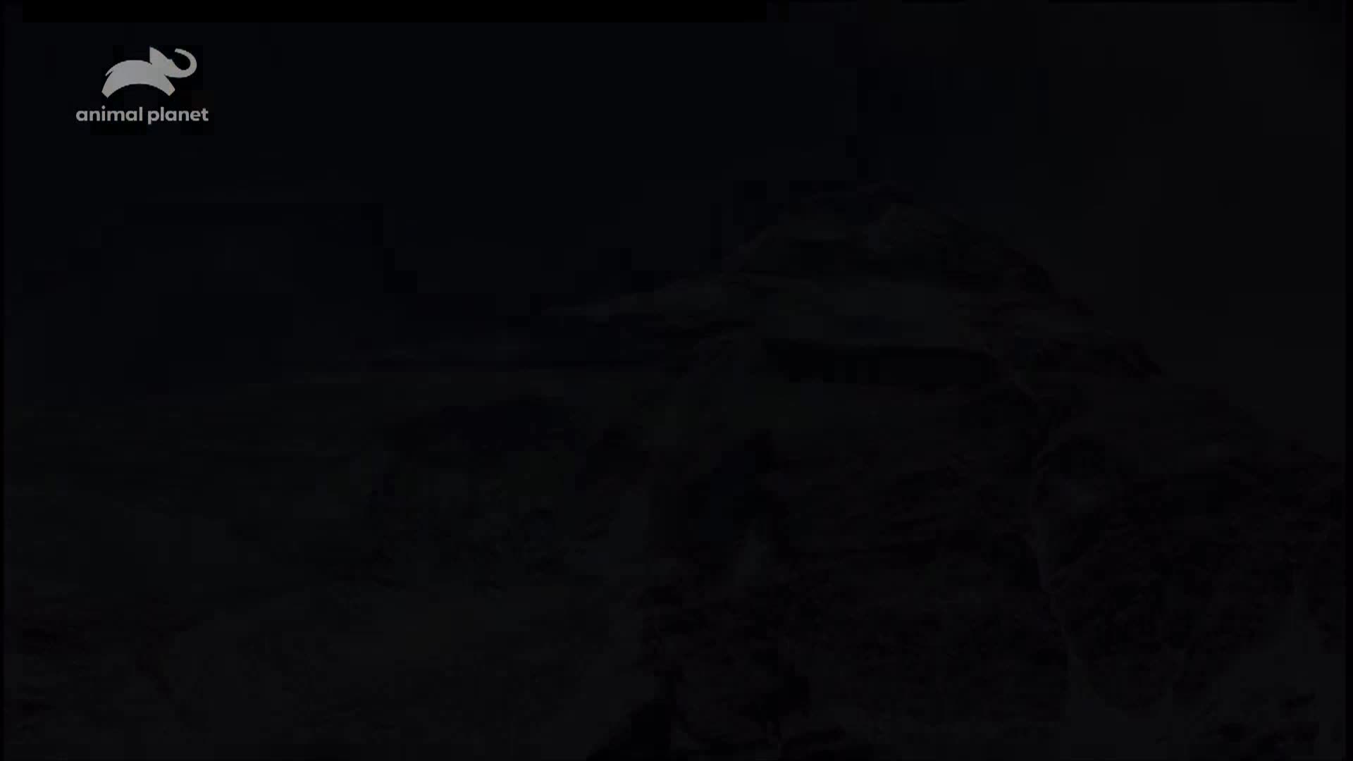 AnimalPlanet
