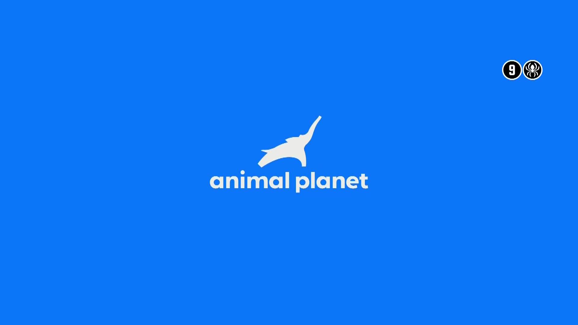 AnimalPlanet