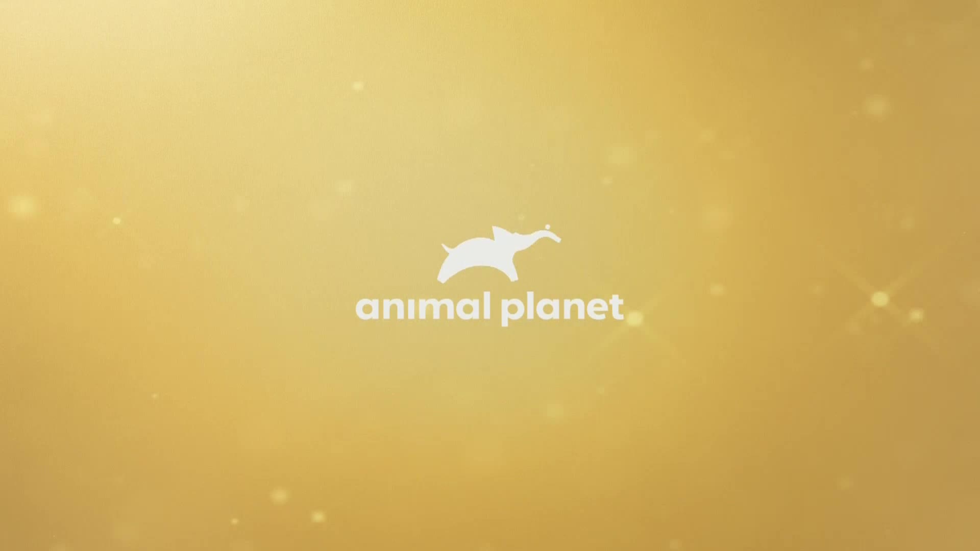 AnimalPlanet