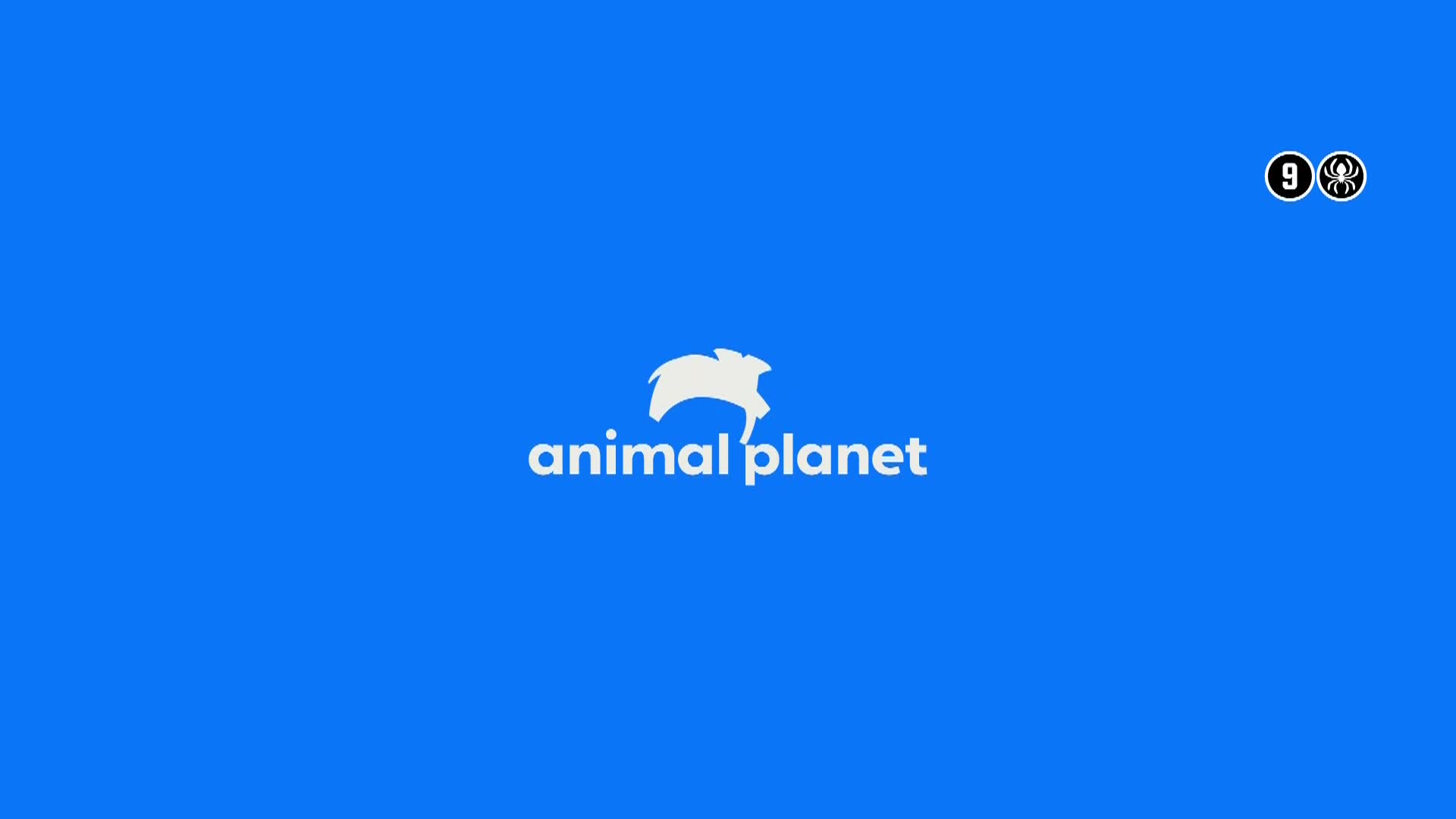 AnimalPlanet